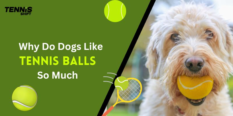 Why Do Dogs Like Tennis Balls So Much